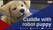 Meet the robotic puppy that provides comfort to Alzheimer's and dementia patients