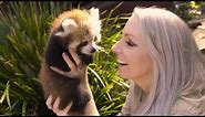 Adorable Twin Baby Red Pandas Cuddle With Zookeepers
