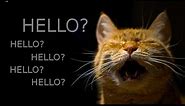 Cat Says Hello