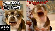 Angry Chihuahuas Compilation 😡🐶| We Still Love Them