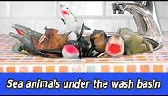 [EN] Sea animals under the wash basin! sea animal names for children, collecta figuresㅣCoCosToy