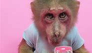 Monkey Reviews Toilet Candy and Pink Phone | Hua CHuae