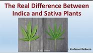 The Real Difference Between Indica and Sativa Plants