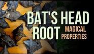 Bats Head Magical Properties