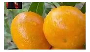 Apple and Orange fix, Plant together,. #mixfruits #apple #orange #organic #fertilizer #compostsoil | Violita Padayon