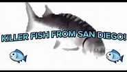 KILLER FISH FROM SAN DIEGO! (A Joke Song 2)