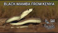 Deadly venomous Black mamba in the wild in Kenya, snake rescue in Africa, most venomous snakes