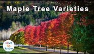 How To Identify Maple Tree Varieties