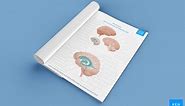 Parts of the brain: Learn with diagrams and quizzes