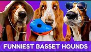 These Basset Hounds are Guaranteed to Make You Laugh! New #2