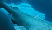 Incredible 500 Year Lifespan of The Greenland Shark