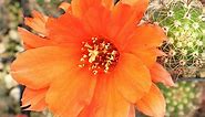 Echinopsis huascha - Red Torch Cactus
