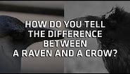 Ravens and Crows, What's the Difference? - Ask A Scientist