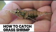 How to Catch Grass Shrimp