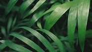 Green leaves close up - Free Stock Video
