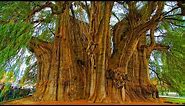 Top 10 Oldest Living Trees In the World