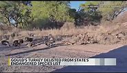 Gould's Turkey delisted from New Mexico's endangered species list