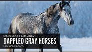 Interesting Facts About Dappled Gray Horses