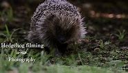 A Hedgehog Documentary | Wildlife filmmaking