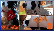 3 Quick 5 Minute DIY Dog Halloween Costumes!