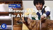 How to Measure a Dog for a Harness | Chewtorials