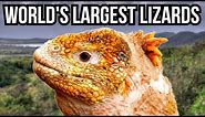 10 Of The Largest Lizards In The World