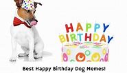 15 Best Happy Birthday Dog Memes! (2024) - We Love Doodles