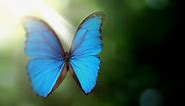 How the Morpho Butterfly Gets its Iridescent Color