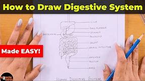 How to Draw Human Digestive System Easily