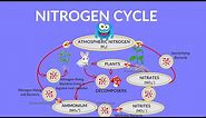 Nitrogen Cycle Video | Process of Nitrogen Cycle | Steps of Nitrogen Cycle | What is Nitrogen Cycle?