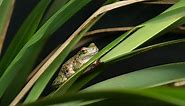 Spotted tree frogs released into Victorian high country after Zoos Victoria breeding program