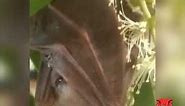 Blossom Bat