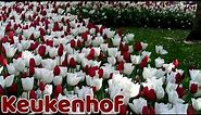 Keukenhof gardens,Lisse The Netherlands | Tulip fields Netherlands | Keukenhof flower garden