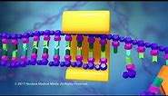 DNA and RNA - DNA Replication