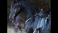 FRIESIAN HORSE - A Documentary about the Amazing Friesian Horse ..