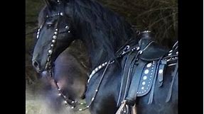 FRIESIAN HORSE - A Documentary about the Amazing Friesian Horse ..