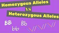 Homozygous vs Heterozygous Alleles | Punnet Square Tips