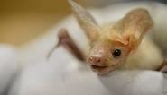 Meet the pallid bat, California’s newest state symbol. Here’s what makes it so special