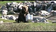 Bear vs. YETI | YETI Coolers