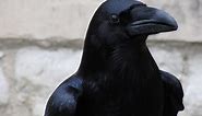 Inside the mind of a raven