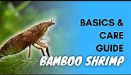Bamboo Shrimp: Basics And Care
