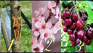 How To Graft Cherry Tree | Cheery Grafting | Beauty with Gardening