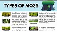 8 Different Types of Moss with Interesting Facts and Pictures