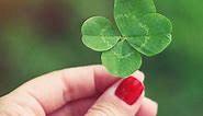 This Is Why Four-Leaf Clovers Are Considered Lucky