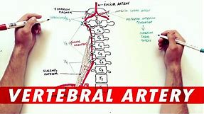 Anatomy Tutorial - The Vertebral Artery