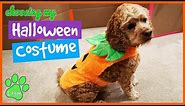 Dog Chooses His Halloween Costume / Logan The Adventure Dog