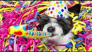 Dog Birthday Party Ideas: 3 Easy Ways to Celebrate Your Dog’s Birthday