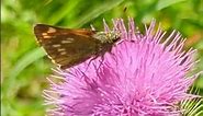 A well marked Large Skipper butterfly feeding on Thistle