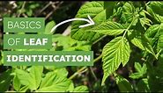 Basics of Leaf Identification
