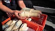 What's a Geoduck